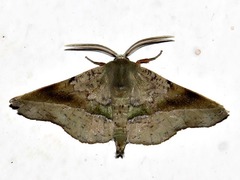 Lepidoptera