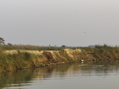 Lutrogale perspicillata