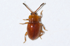 Danae testacea