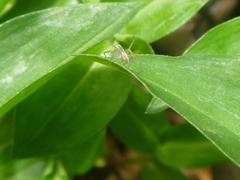 Oxyopes salticus