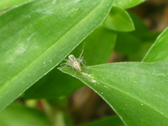 Oxyopes salticus