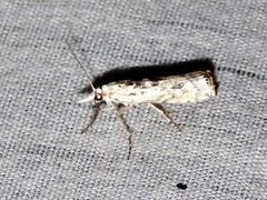 Crambus sparsellus