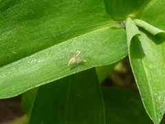 Oxyopes salticus