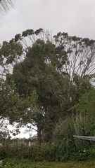 Eucalyptus fastigata