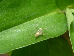 Oxyopes salticus