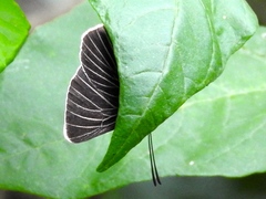 Melanis acroleuca acroleuca