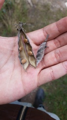 Lupinus bogotensis
