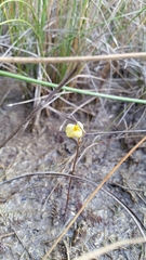 Utricularia ochroleuca