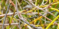 Pachyura australis
