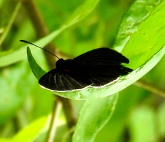 Melanis acroleuca acroleuca