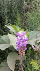 Lupinus bogotensis