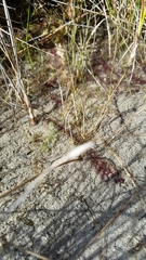 Utricularia ochroleuca