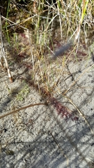 Utricularia ochroleuca