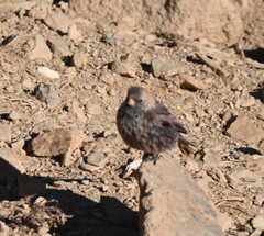 Leucosticte arctoa brunneonucha