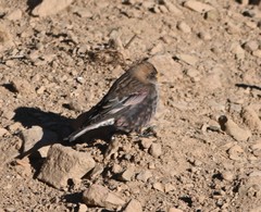 Leucosticte arctoa brunneonucha