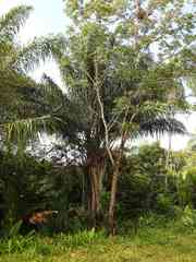 Attalea maripa