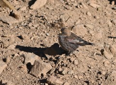 Leucosticte arctoa brunneonucha