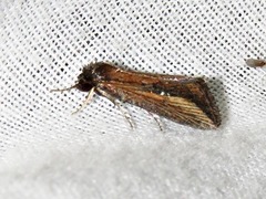 Acrapex brunnea