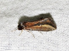 Acrapex brunnea