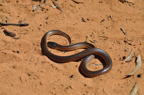 Black-naped Hooded Snake sighting