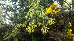 Cestrum buxifolium
