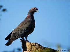 Patagioenas picazuro