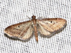 Eupithecia infelix