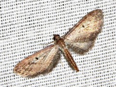 Eupithecia infelix