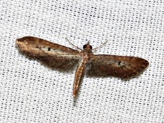 Eupithecia infelix
