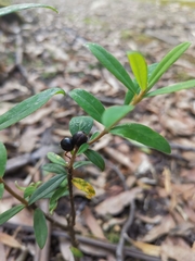 Pimelea drupacea