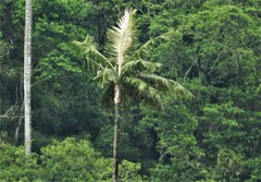 Ceroxylon quindiuense