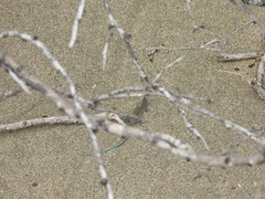 Pholidoscelis lineolatus