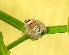 Phidippus pacosauritus