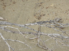 Pholidoscelis lineolatus