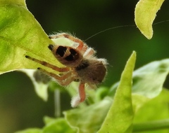Phidippus pacosauritus