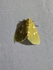 Tinolius eburneigutta