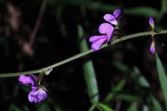 Desmodium rhytidophyllum