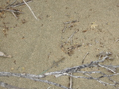 Pholidoscelis lineolatus