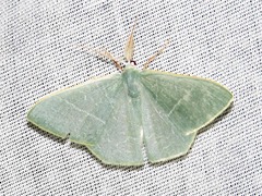 Thalassodes quadraria