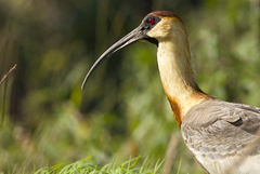 Buff-Necked Ibis photo 2
