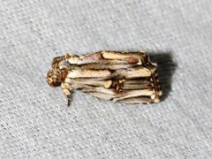 Anedhella interrupta