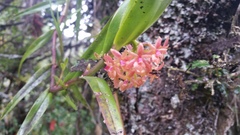 Epidendrum oxysepalum