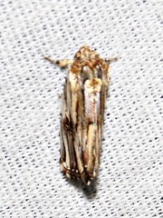 Anedhella interrupta