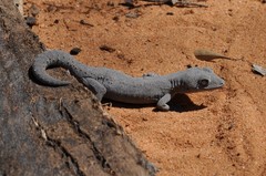 Strophurus williamsi