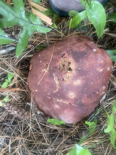 Boletus edulis (Photo 5 of 10)