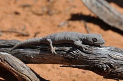 Strophurus williamsi