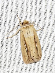 Mythimna tacuna