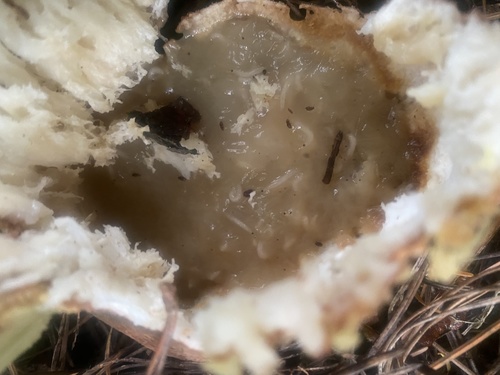 Boletus edulis (Photo 6 of 10)