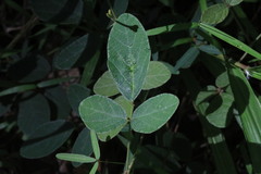 Desmodium rhytidophyllum