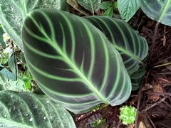 Goeppertia ecuadoriana